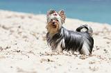 YORKSHIRE TERRIER 107